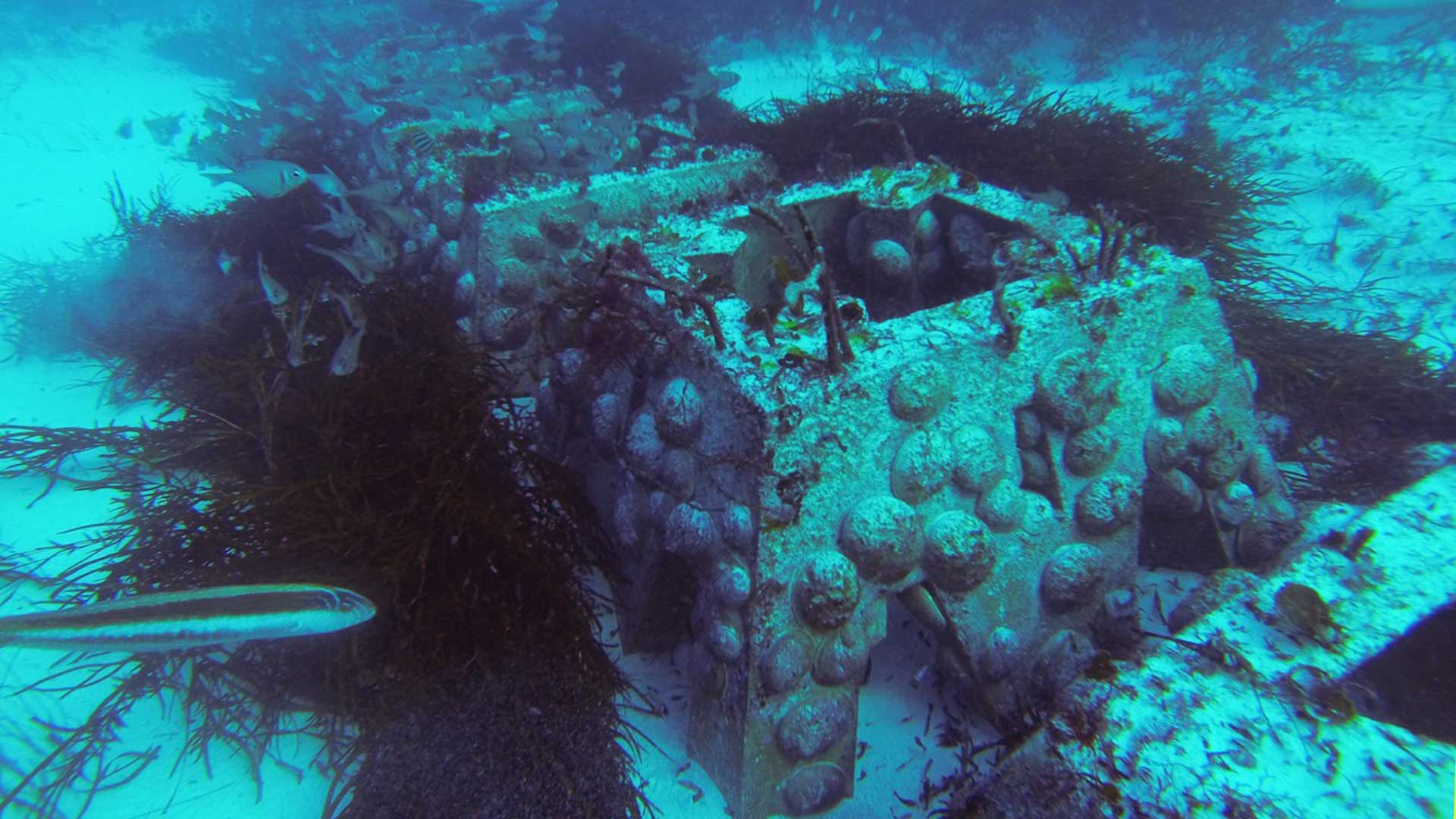 Ocean Grown Abalone's Greenlip Abalone Ranching Research Project